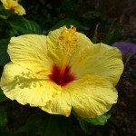 Yellow and red Hibiscus flower